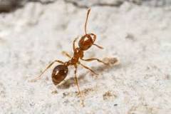 hormigas en el baño