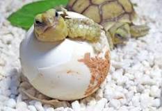 huevo de tortuga de agua