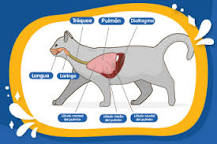 bronquitis en gatos