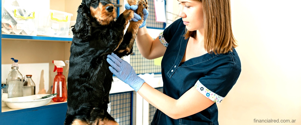 Bactroban para perros: el remedio ideal para las infecciones cutáneas
