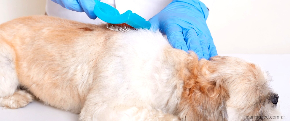 Amoxicilina para perros: dosis y usos recomendados