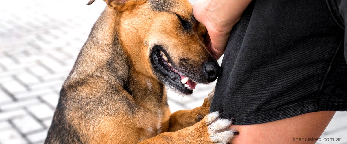 ¿Qué es la cefalexina para perros?