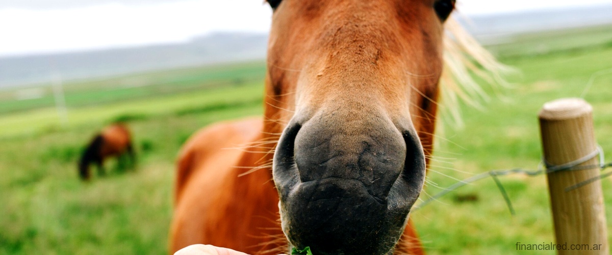 ¿Qué se le inyecta a los caballos antes de una carrera?